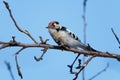 Lesser Spotted Woodpecker Dendrocopos minor Royalty Free Stock Photo